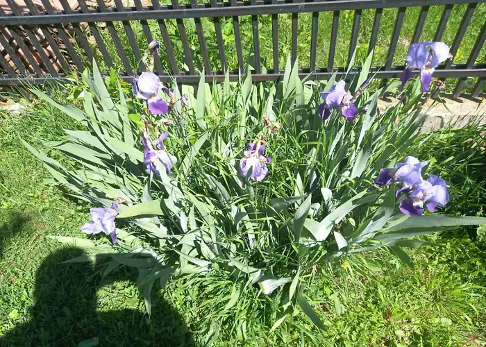 Dom wakacyjny райчевата къща - *